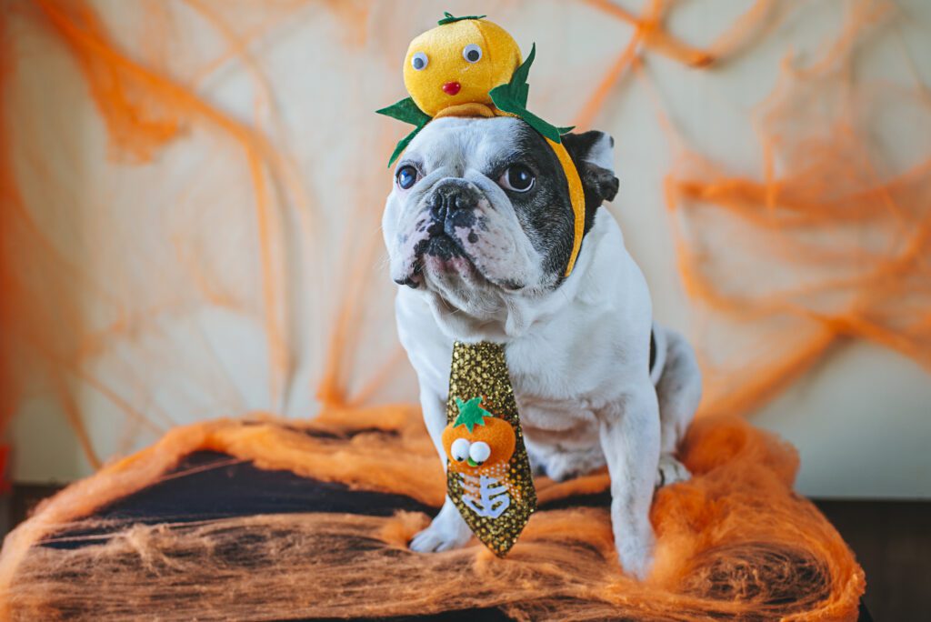 white and black dog with a pumpkin tie on and a pumpkin headband with an orange spiderweb background