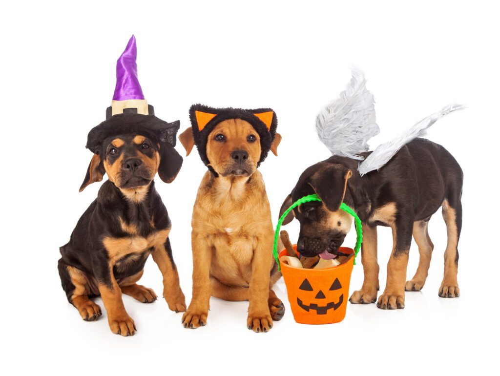 Three puppies wearing Halloween costumes with a pumpkin bucket filled with treats.